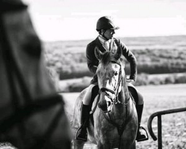 jumper Belcanto 38 (Czech Warmblood, 2007, from Ballast)