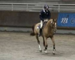 jumper Seigneur Kervec (Selle Français, 2006, from Quidam de Revel)