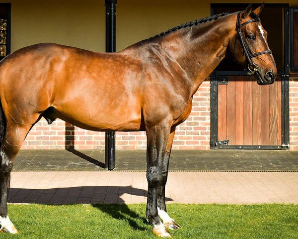 stallion Uto Kervec (Selle Français, 2008, from Diamant de Semilly) stallion Uto Kervec (Selle Français, 2008, from Diamant de Semilly)