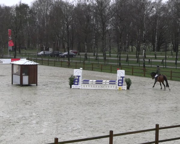 Reitturnier Westergellersen 2023