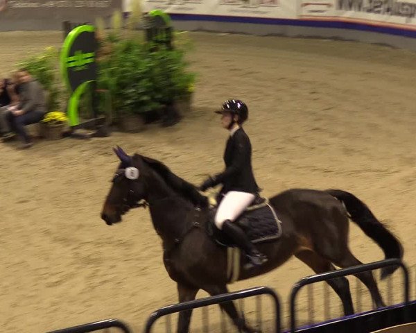 FEI Reitturnier Neumünster (GER) 2021