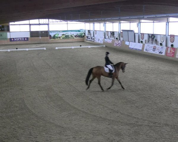 Reitturnier Borgholzhausen-Westbarthausen 2023