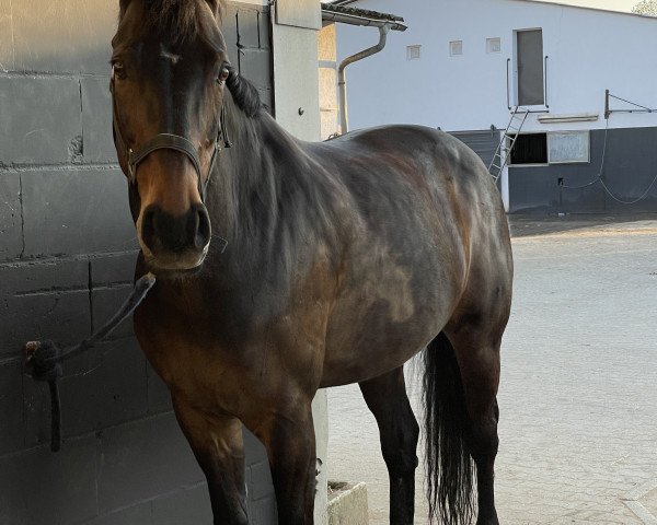 Springpferd Rubinero 8 (Hannoveraner, 2003, von Rubin Royal OLD)