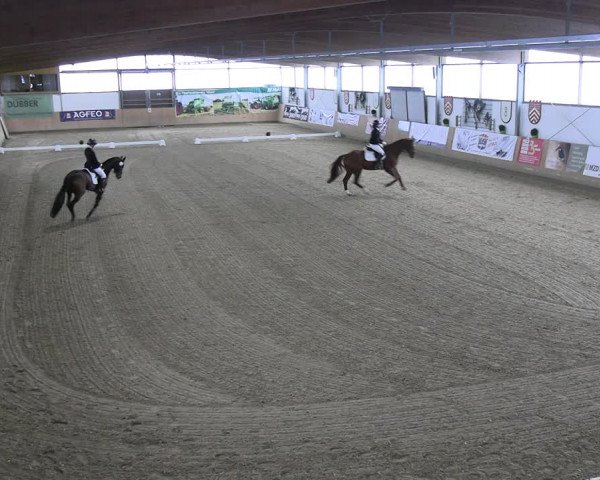 Reitturnier Borgholzhausen-Westbarthausen 2023