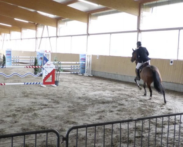 Reitturnier Worms-Pfeddersheim / Reitsportanlage Wittemer 2023