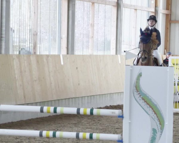 Reitturnier Worms-Pfeddersheim / Reitsportanlage Wittemer 2023