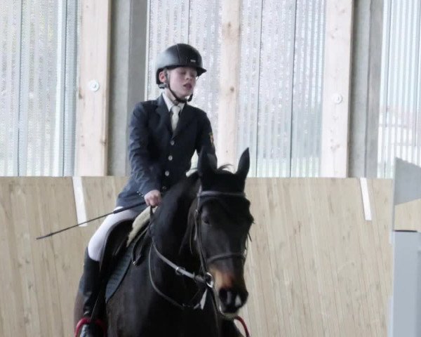 Reitturnier Worms-Pfeddersheim / Reitsportanlage Wittemer 2023