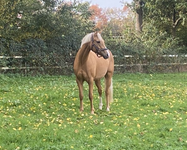 dressage horse Crashlady (German Riding Pony, 2016, from Can Dance 3)