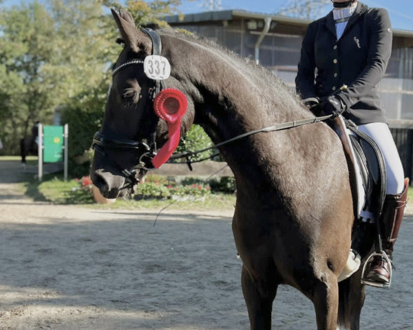 Springpferd Rheingold's Little Rock L (Kleines deutsches Reitpferd, 2017, von Rheingold)