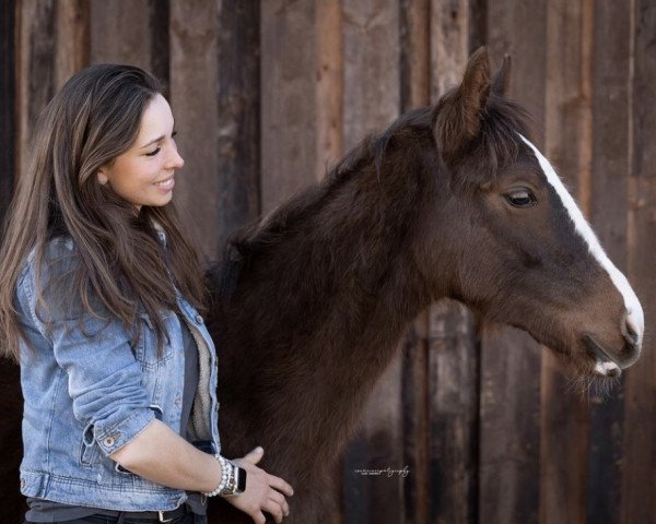 horse GEMs Querido (Bavarian, 2022, from Quabri de l'Isle)