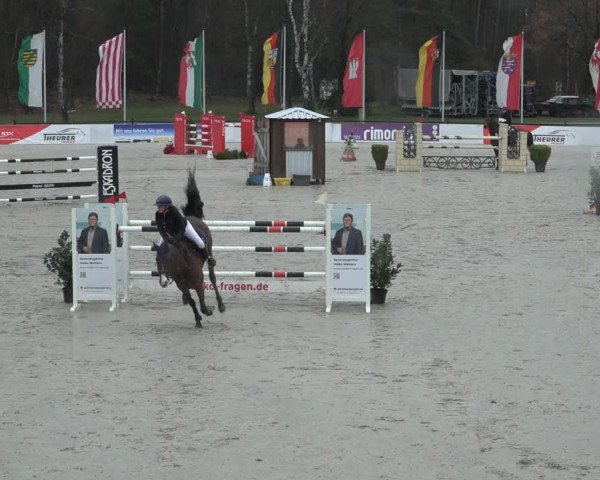 Reitturnier Westergellersen 2023