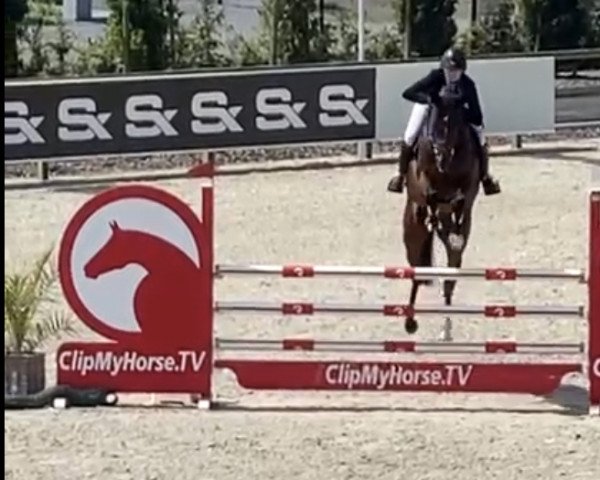 jumper Faery Queen (Oldenburg show jumper, 2015, from Corrinaro)