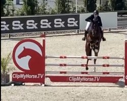 jumper Faery Queen (Oldenburg show jumper, 2015, from Corrinaro)