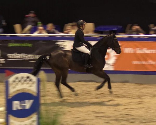 FEI Reitturnier Neumünster (GER) 2021