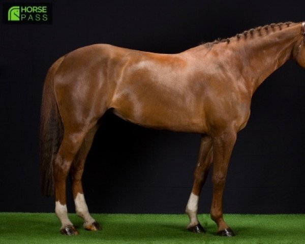 horse Fericles Ste Hermelle (Selle Français, 2015, from Eras Ste Hermelle)