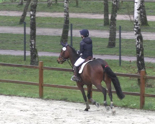 Reitturnier Westergellersen 2023