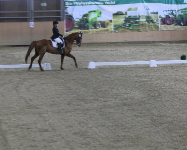 Reitturnier Borgholzhausen-Westbarthausen 2023