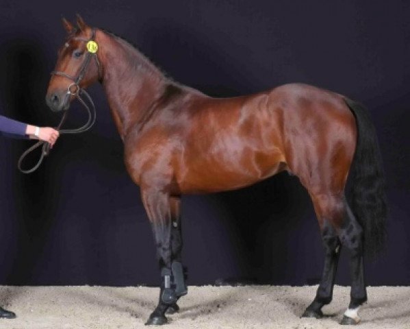 stallion Jenepi Ste Hermelle (Selle Français, 2019, from Qlassic Bois Margot)