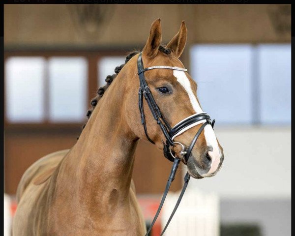 horse Beauty Bellé (Westphalian, 2019, from Callaho's Benicio)
