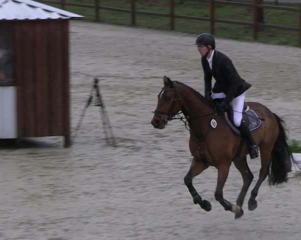 Reitturnier Westergellersen 2023