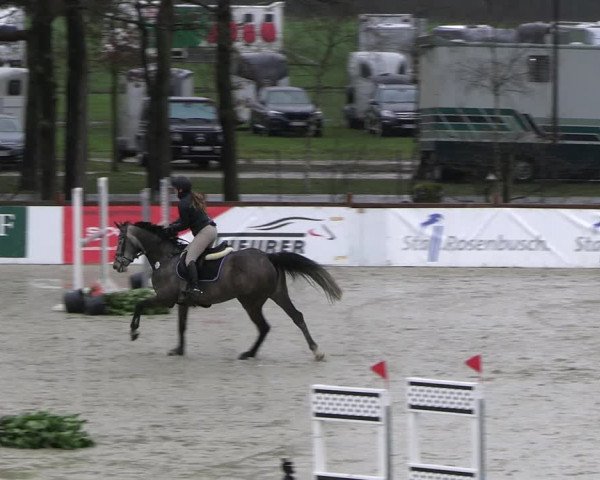Reitturnier Westergellersen 2023