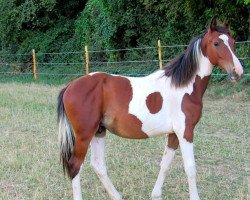 horse Joker Morinda (Selle Français, 2019, from Ulyss Morinda)