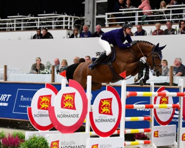 broodmare Darling de L'Angevine (Selle Français, 2013, from Air Jordan Z)
