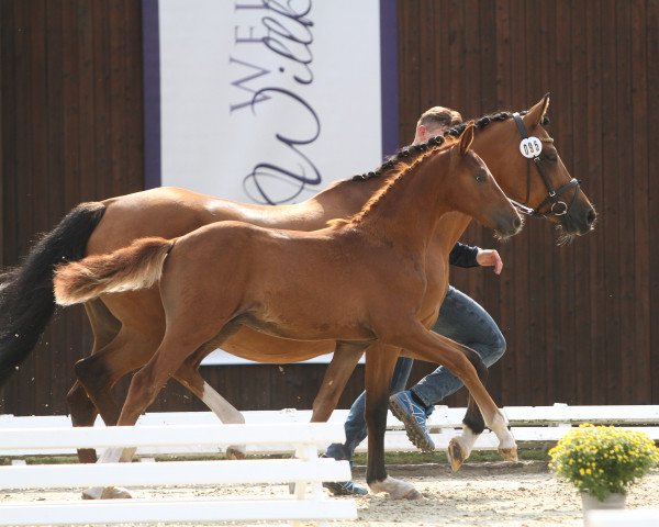 horse Number Five G (German Riding Pony, 2021, from Fs Numero Uno)
