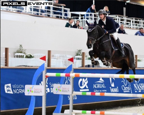 jumper Valou du Lys (Selle Français, 2009, from Calvaro Z)