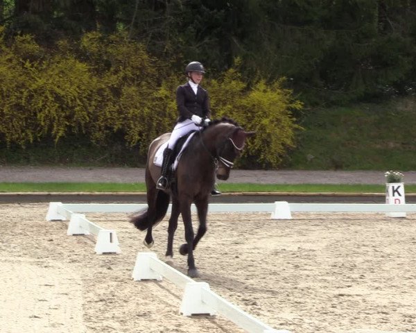 Reitturnier Balve-Wocklum 2023