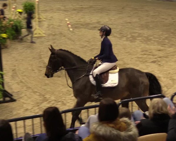 FEI Reitturnier Neumünster (GER) 2021