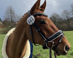 jumper Fearless First Lady (Quarter Horse, 2006, from Tl Zan Freckles Bar)