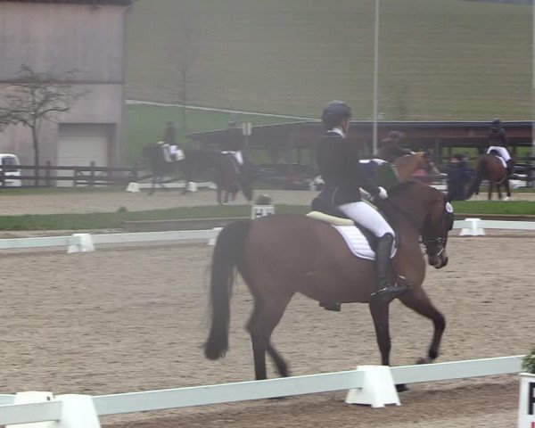 Reitturnier Balve-Wocklum 2023