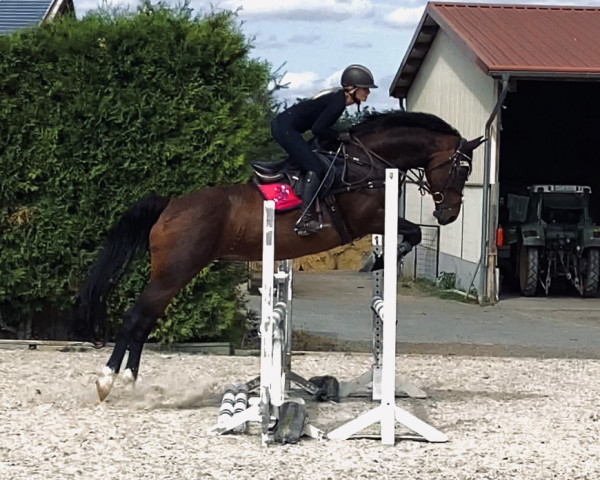 broodmare Arina (Zweibrücken, 2007, from Abke 4) broodmare Arina (Zweibrücken, 2007, from Abke 4)