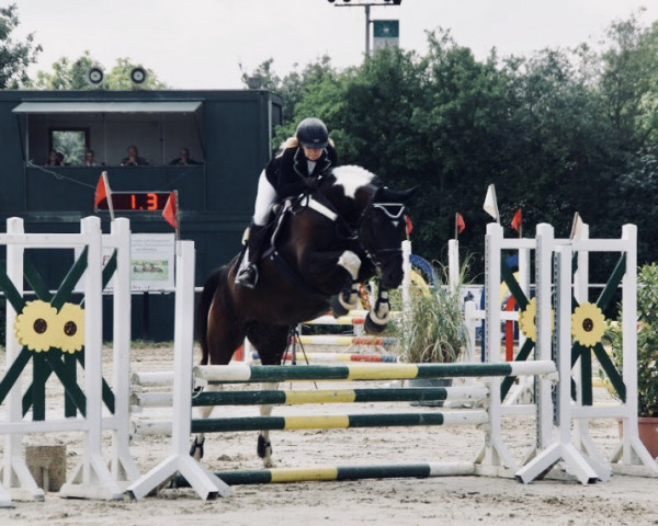 jumper Marshmallow 7 (Polish Warmblood, 2012, from Antek)