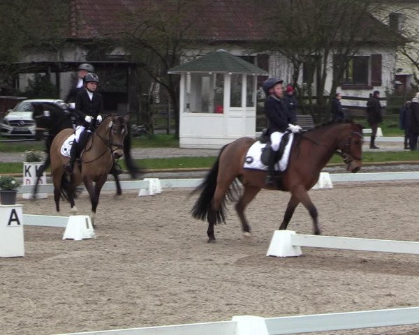 Reitturnier Balve-Wocklum 2023