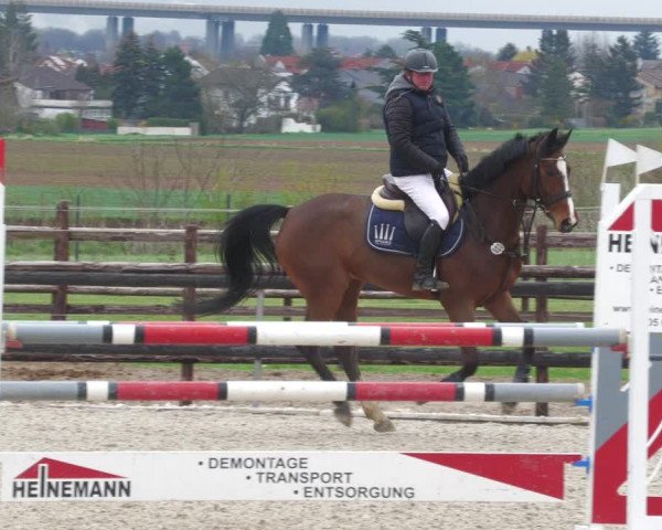 Reitturnier Worms-Pfeddersheim / Reitsportanlage Wittemer 2023