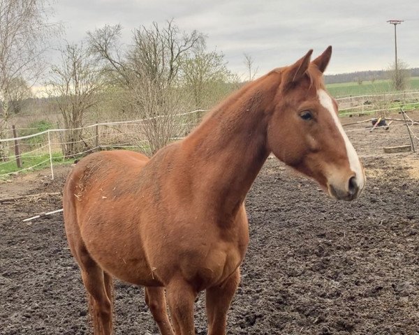Pferd Danger (Zangersheide Reitpferd, 2018, von Darco For Fun Z)