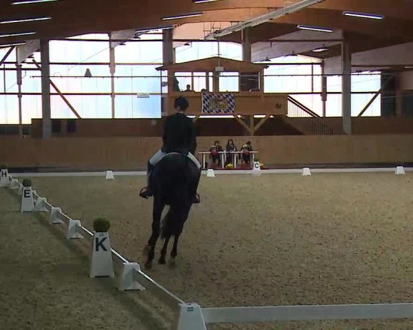 Reitturnier Grafenrheinfeld/Ufr. 2021