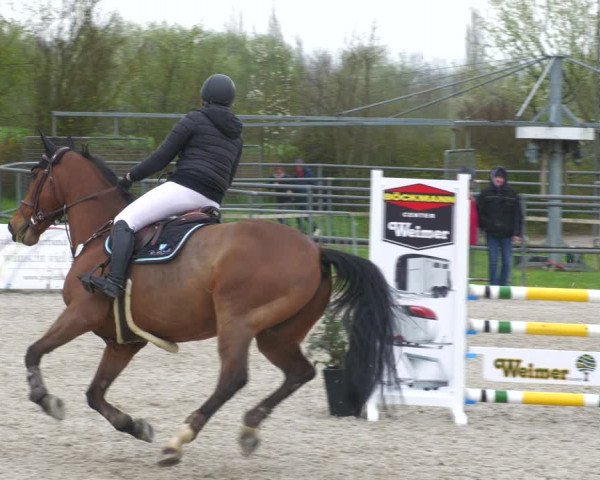 Reitturnier Worms-Pfeddersheim / Reitsportanlage Wittemer 2023