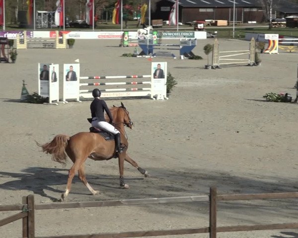 Reitturnier Westergellersen 2023