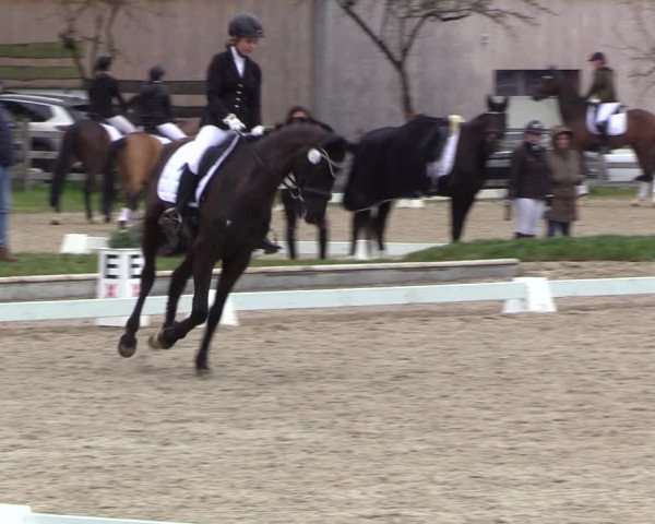 Reitturnier Balve-Wocklum 2023