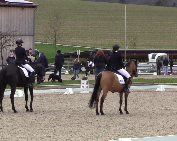 Reitturnier Balve-Wocklum 2023