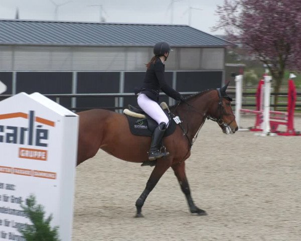 Reitturnier Worms-Pfeddersheim / Reitsportanlage Wittemer 2023