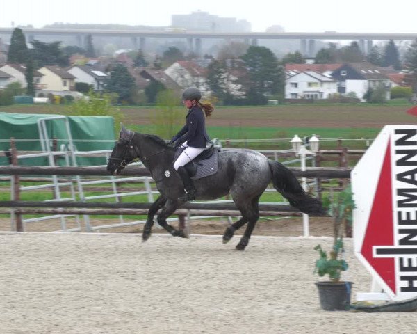 Reitturnier Worms-Pfeddersheim / Reitsportanlage Wittemer 2023