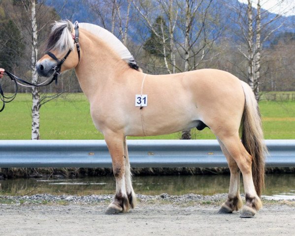 stallion Myklemann N-00-2653 (Fjord Horse, 2000, from Kim Hero 8 F) stallion Myklemann N-00-2653 (Fjord Horse, 2000, from Kim Hero 8 F)