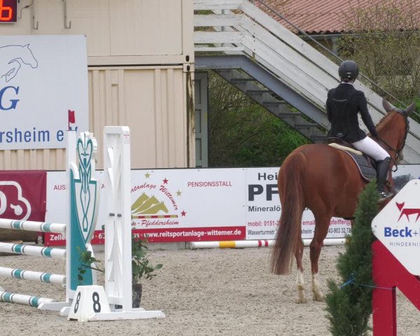 Reitturnier Worms-Pfeddersheim / Reitsportanlage Wittemer 2023