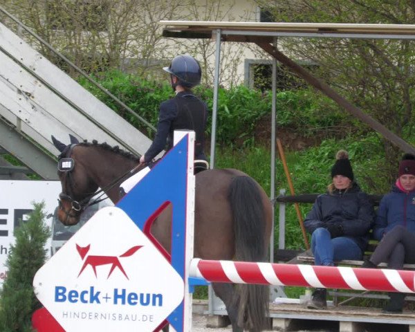 Reitturnier Worms-Pfeddersheim / Reitsportanlage Wittemer 2023