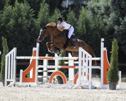 broodmare Electric (Belgian Warmblood, 2007, from Muscaris D'Ariel)