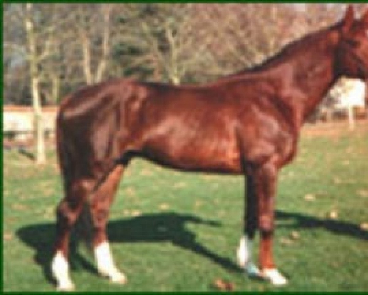 stallion Crystal Diamonds (Selle Français, 1990, from Polack II)